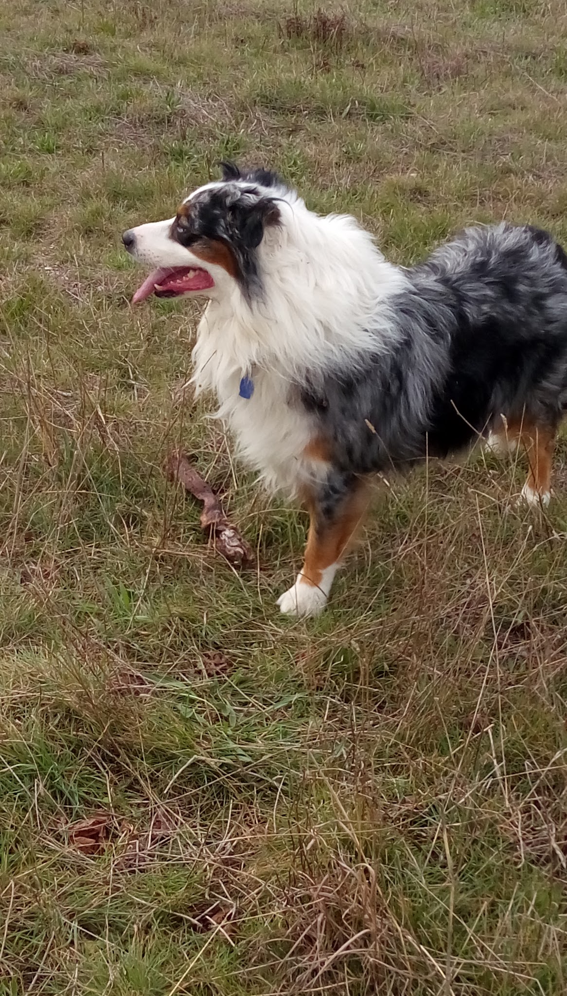 Centre canin du Mas des Crozes — photo