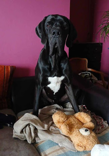 Les Chiens d'Abord