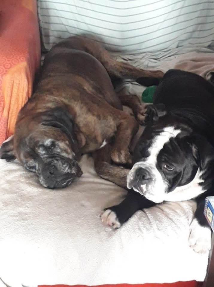 Les Chiens d'Abord — photo