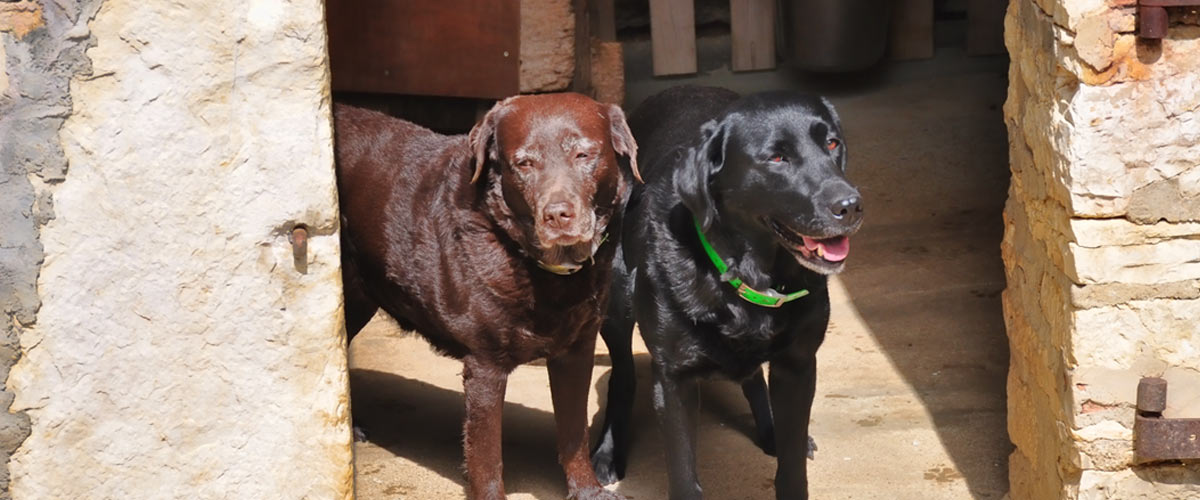 Chambre Dog Pension Canine 46 — photo