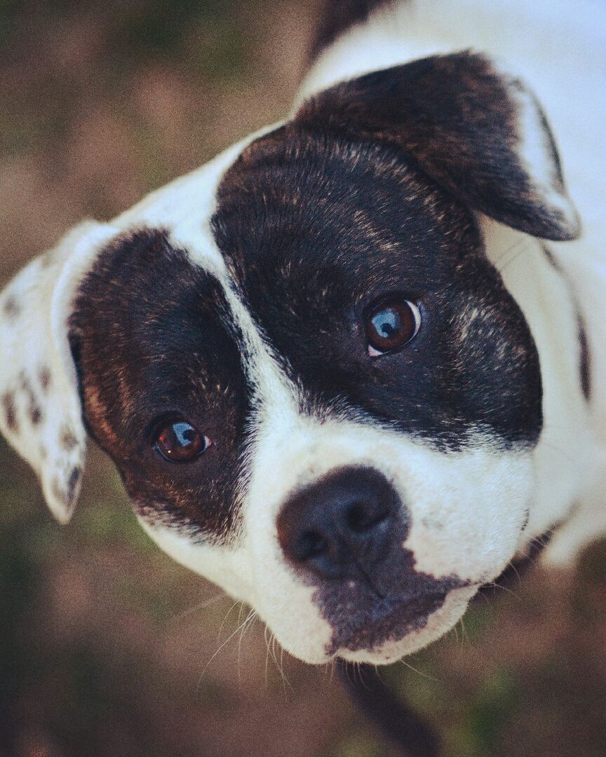 Seren'Dog - Éducateur Canin sur Montpellier et ses alentours - Dogsitter