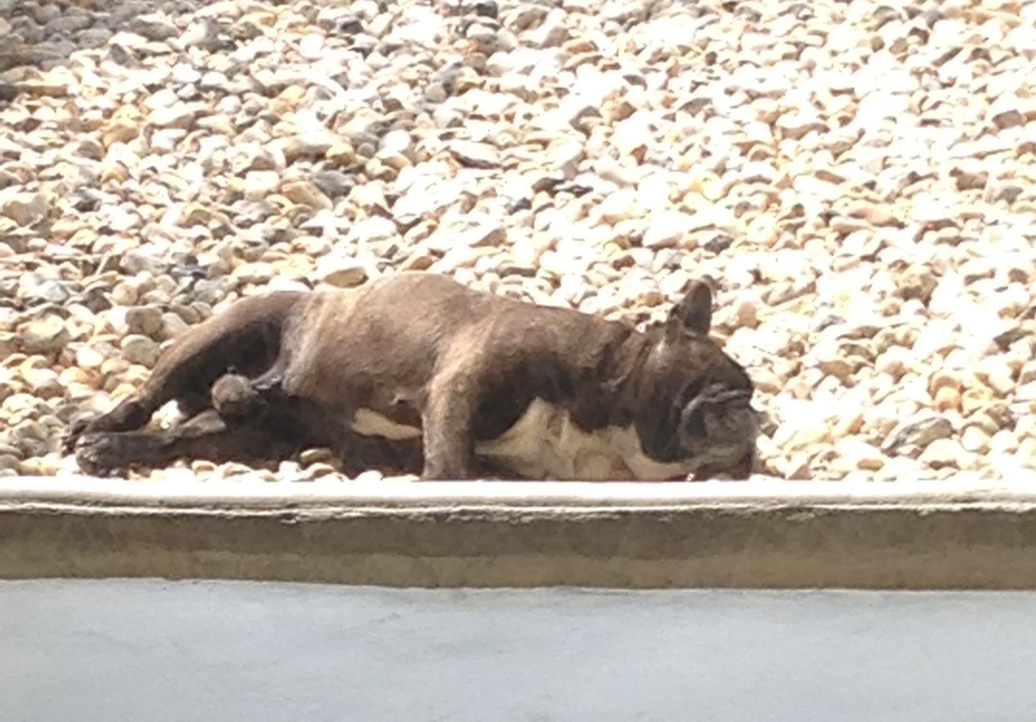 LA PENSION CANINE DE JULIE — photo