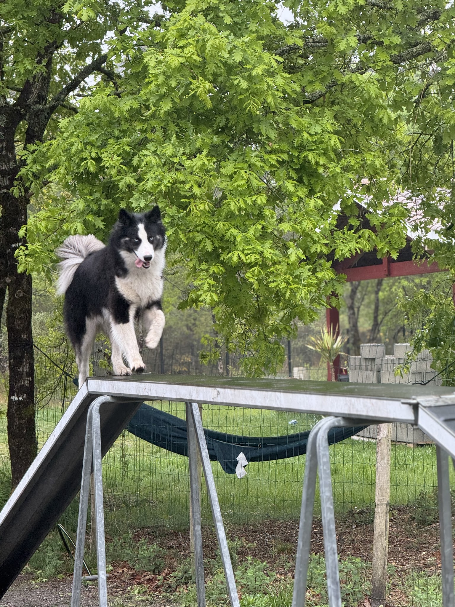 Doggyfeli - Education, sports canins et pension canine — photo