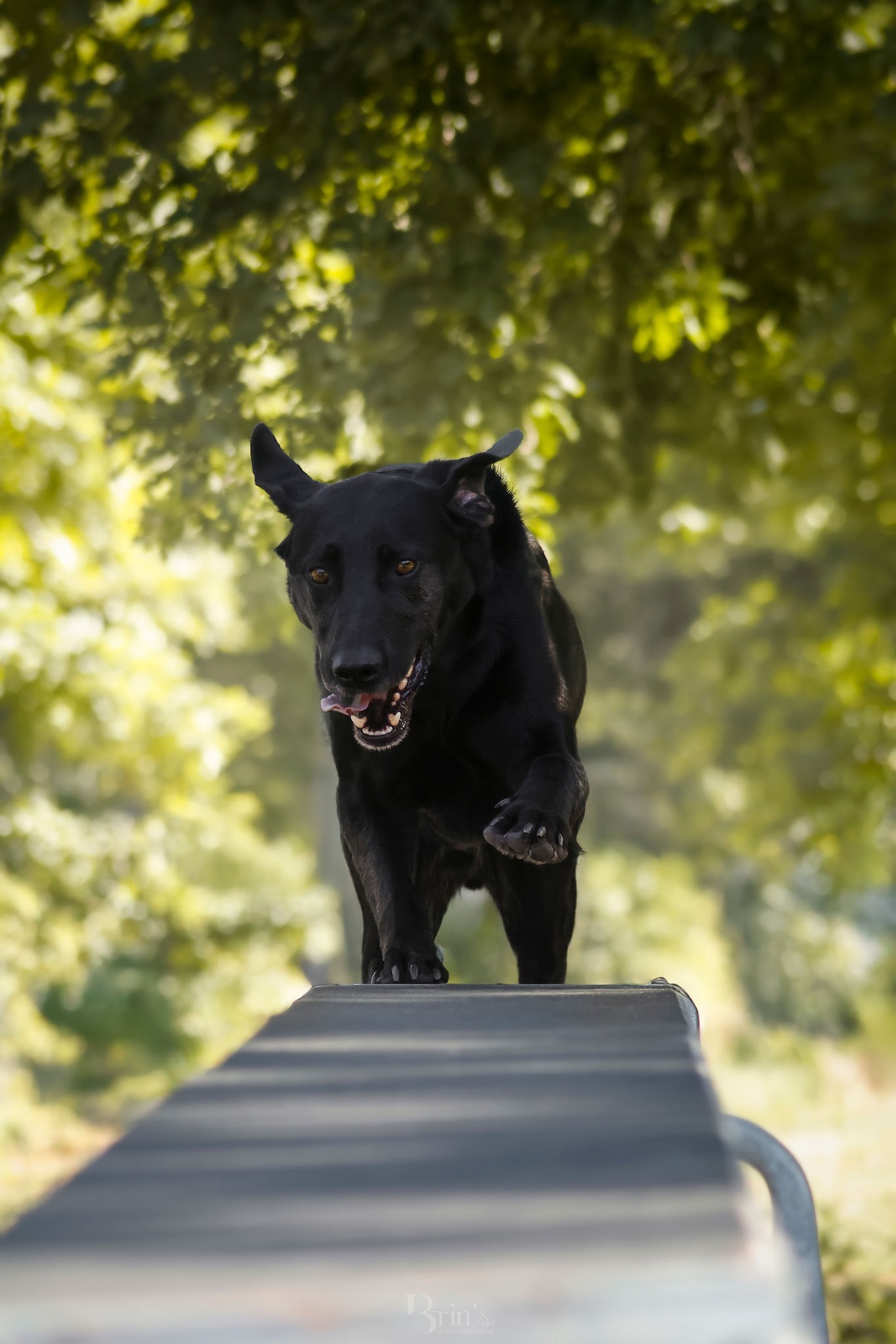 Doggyfeli - Education, sports canins et pension canine — photo
