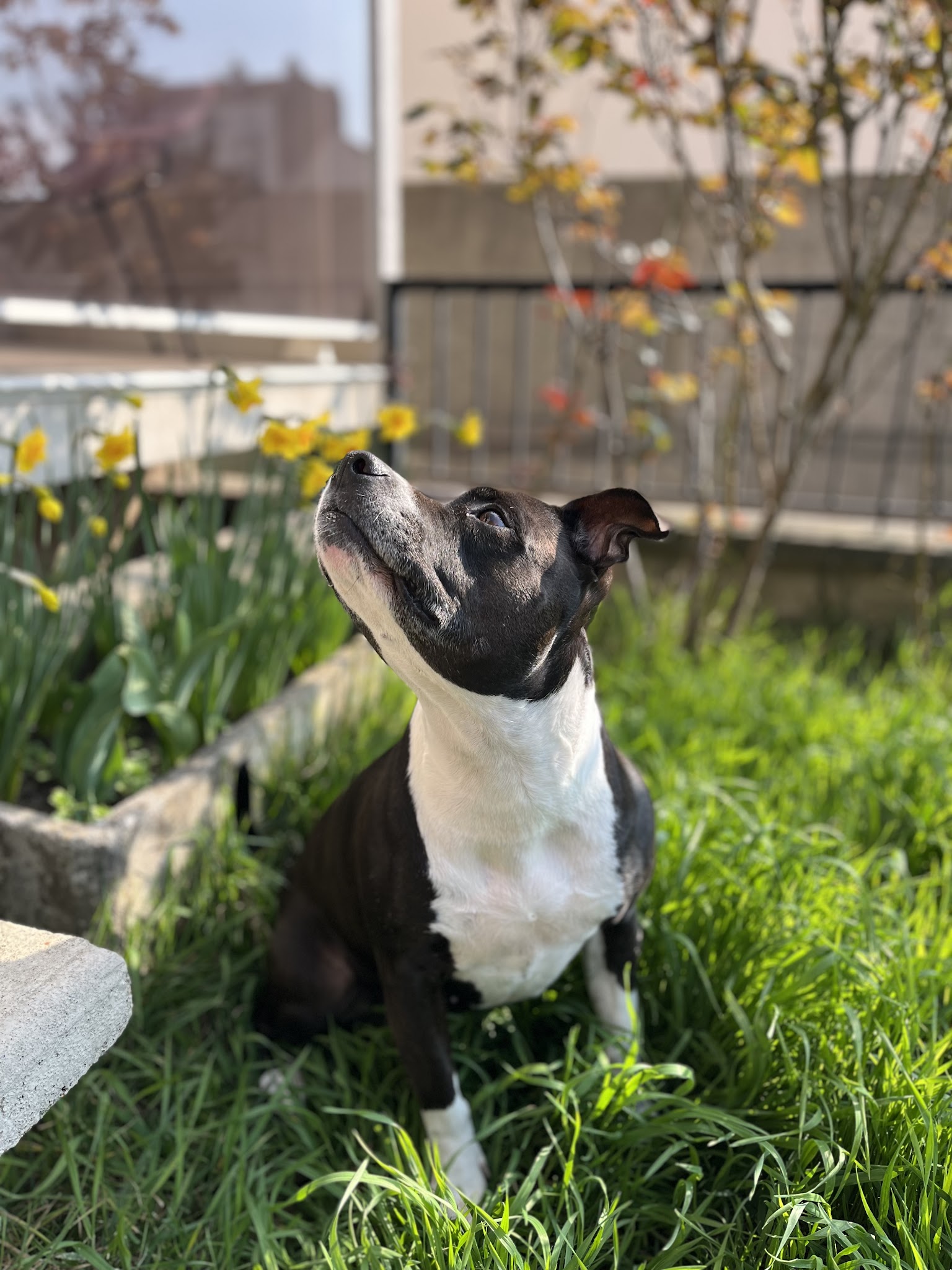 Canine Love Educatrice et comportementaliste 92 — photo