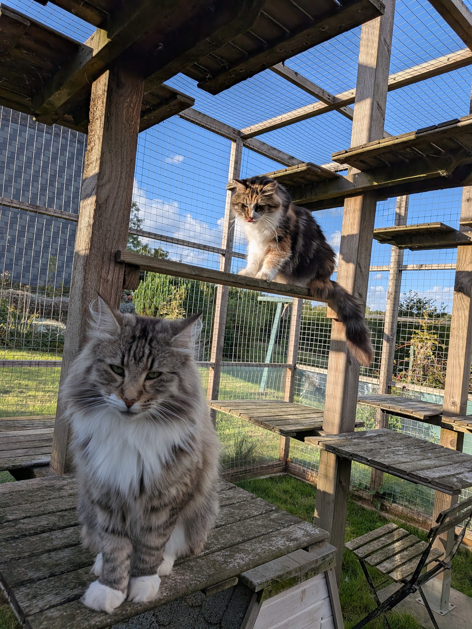 Paw'Paw - Pet sitting — photo