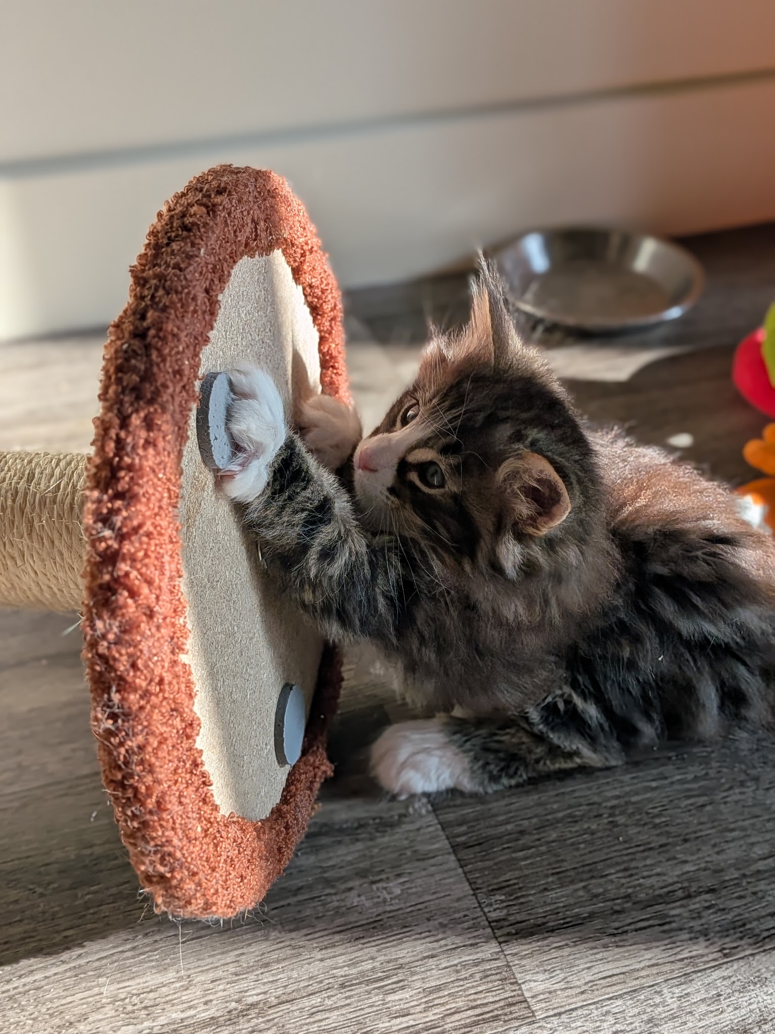 Paw'Paw - Pet sitting — photo