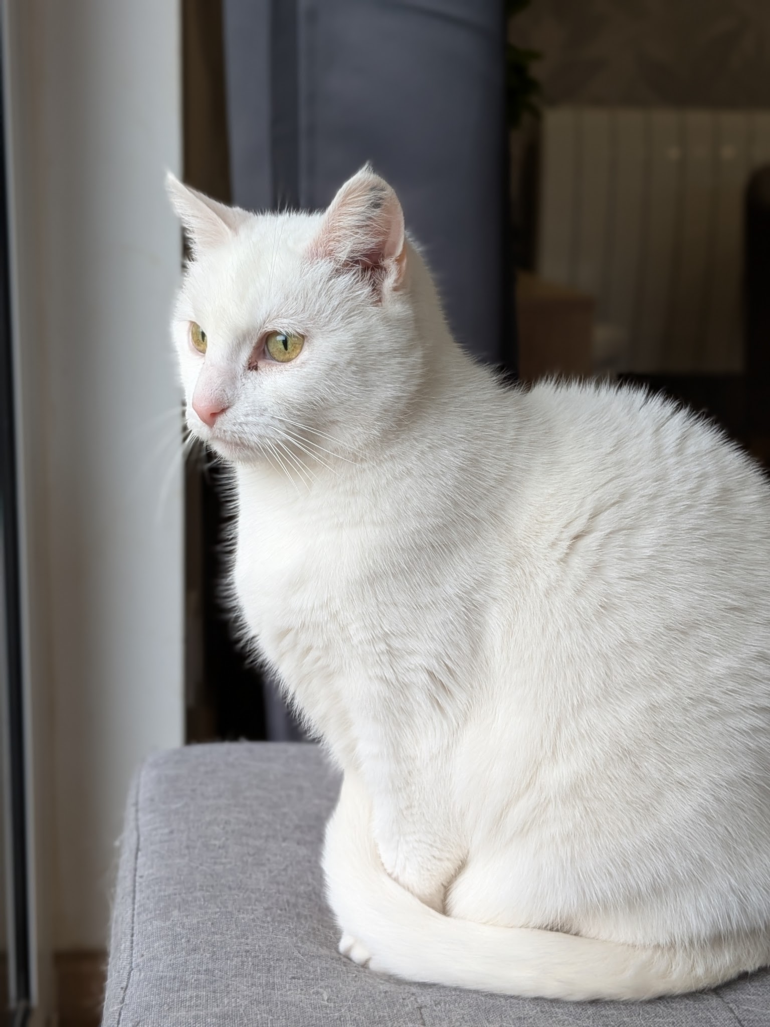 Paw'Paw - Pet sitting