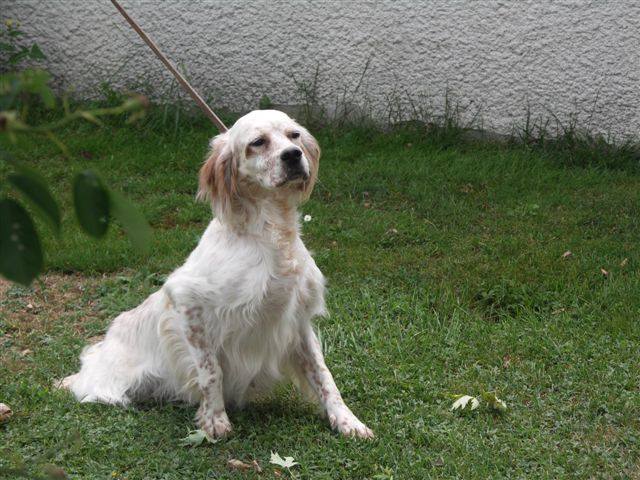 Chenil De La Tuilière — photo
