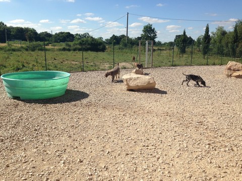 Pension dressage chenil du rio parana — photo