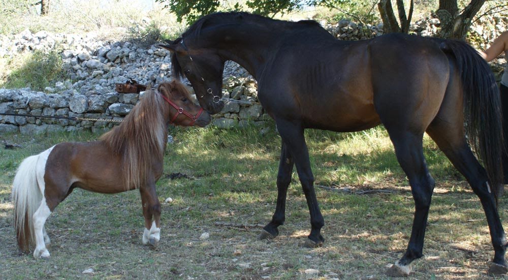 Koheiland Arabians eirl — photo