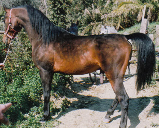 Koheiland Arabians eirl — photo