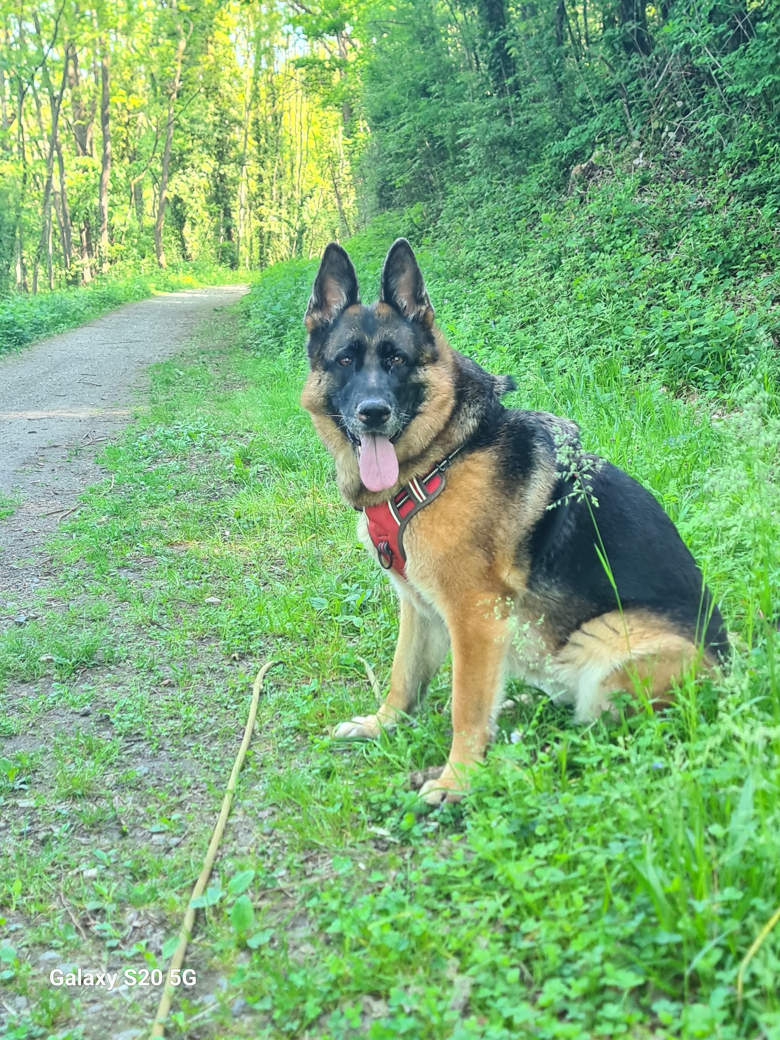 Paw Passion — photo