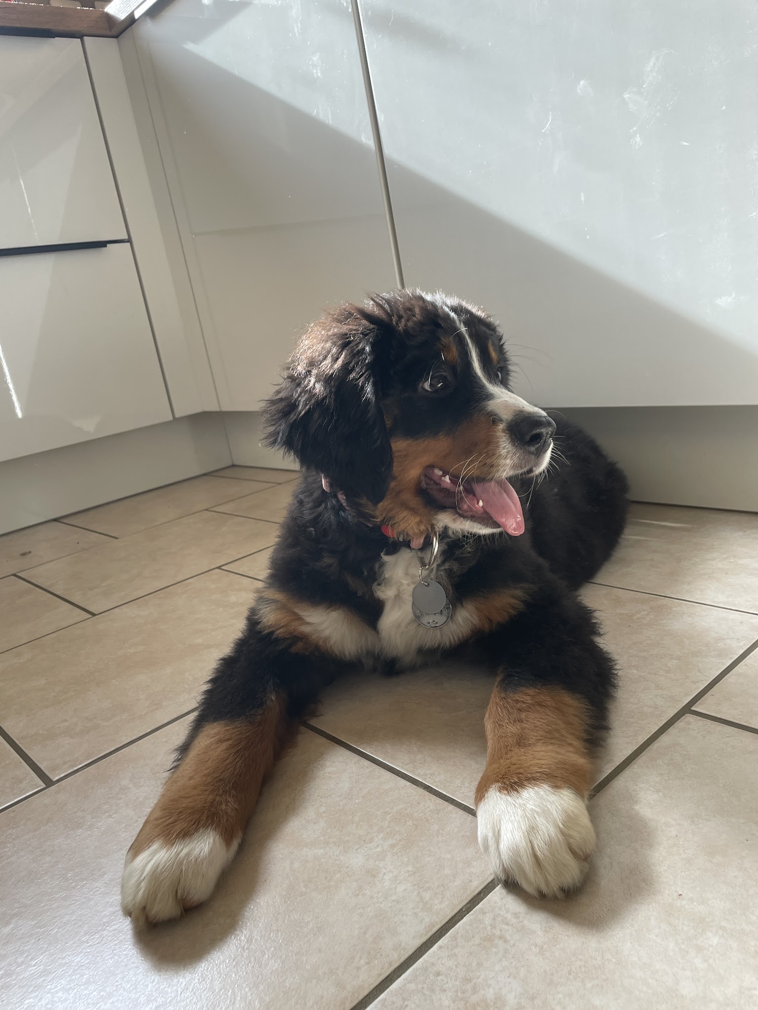 Paw Passion — photo