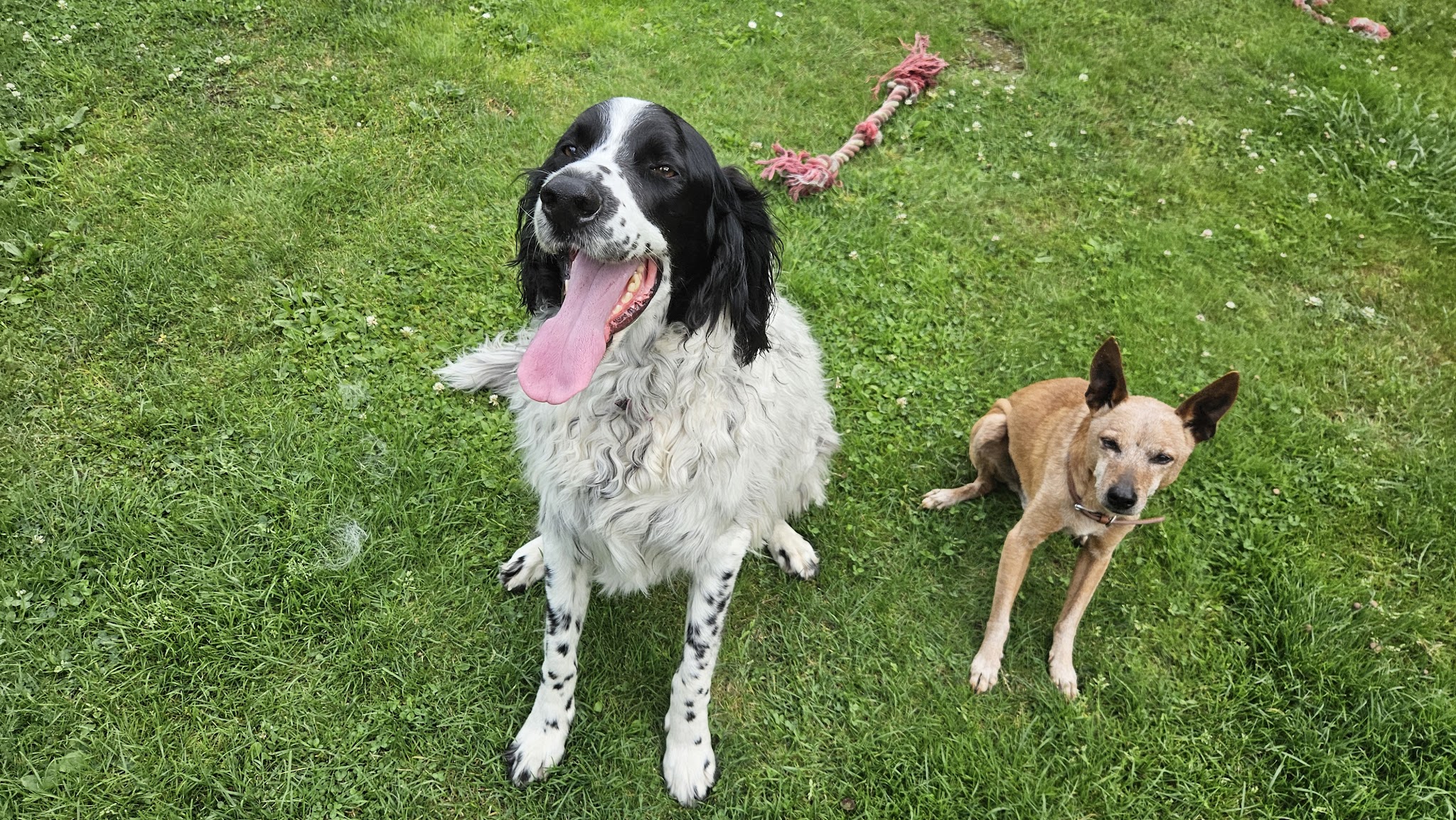 Day dog sitter