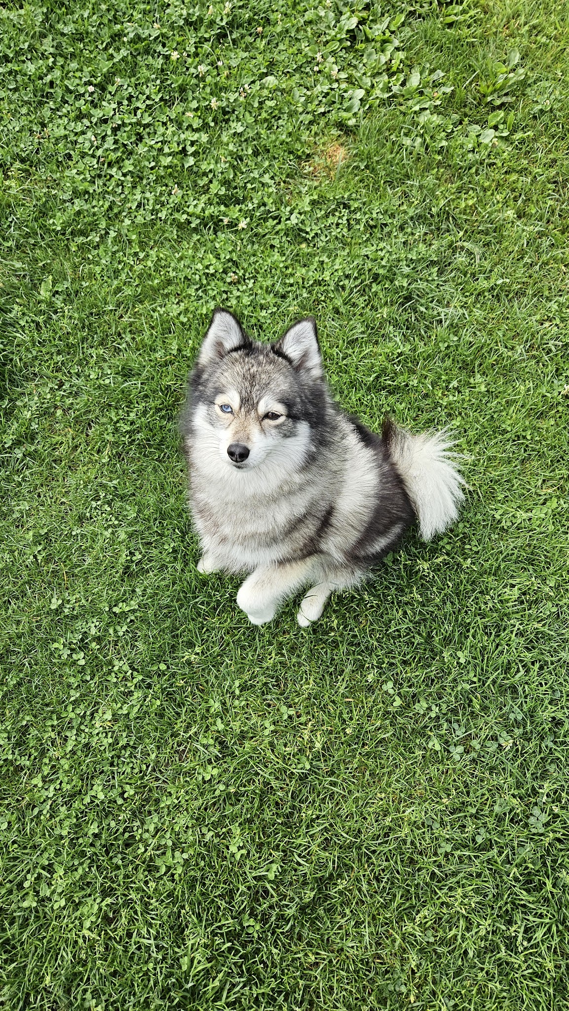Day dog sitter — photo