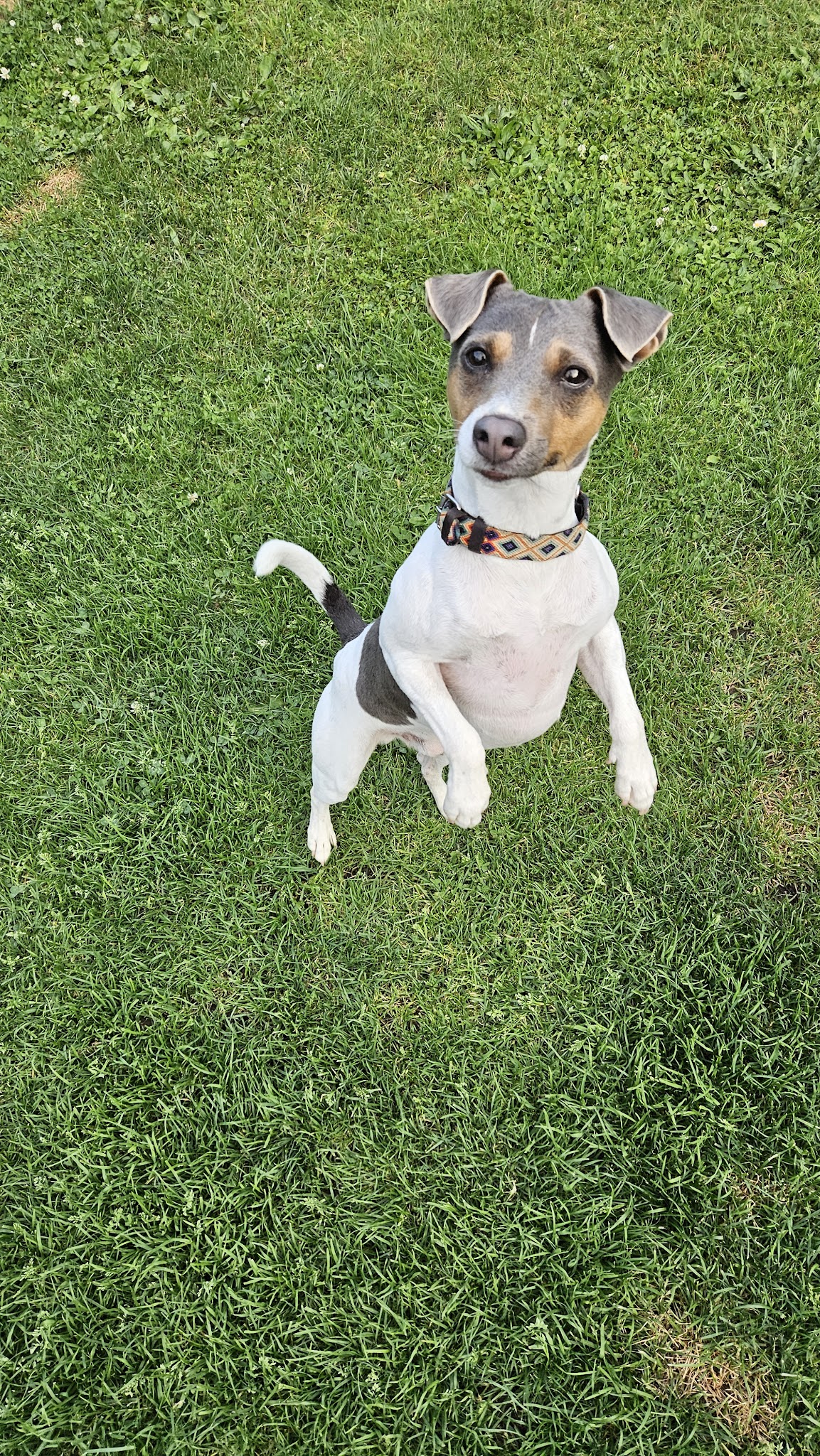 Day dog sitter — photo