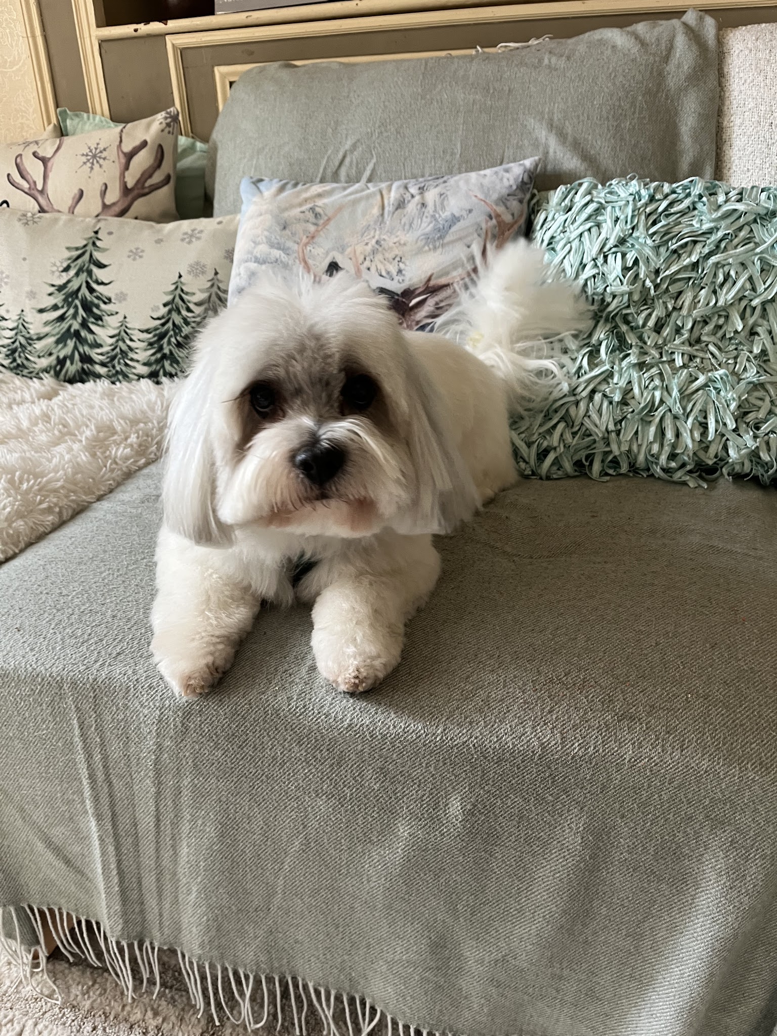 Lovely Dog — photo