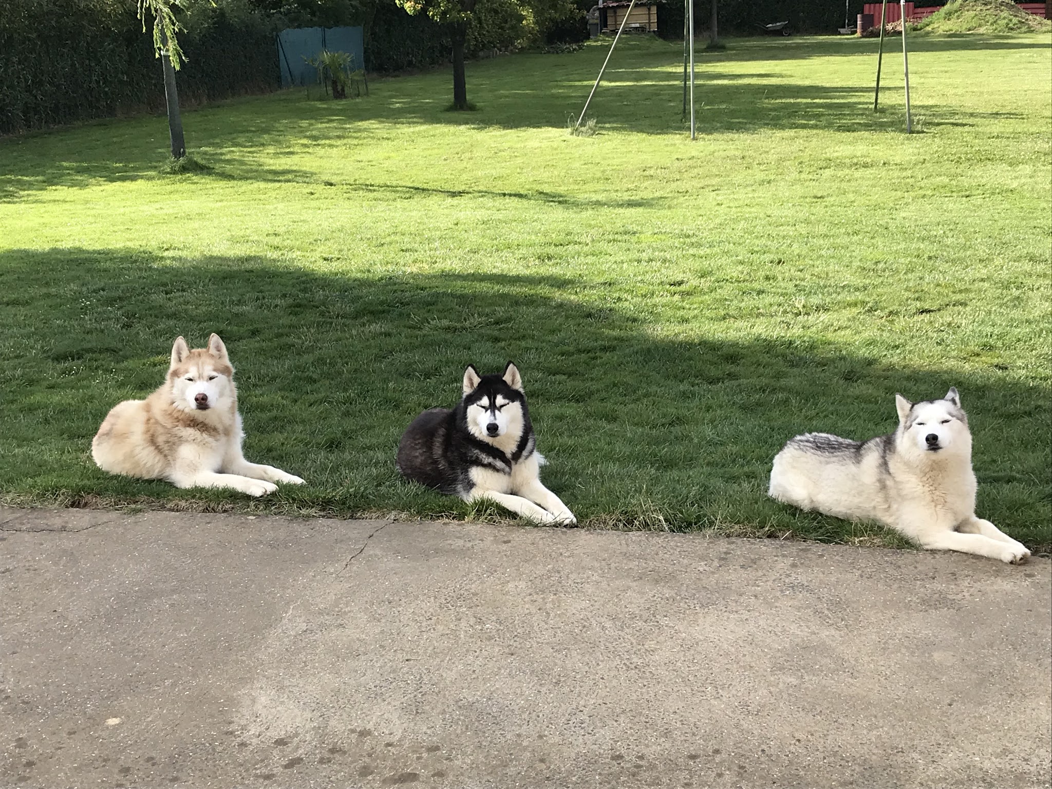 Centre canin et félin La Grange Aux Loups — photo