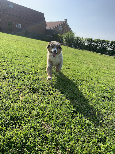 Domaine des 4 pattes - Chou, Chiens & Cie