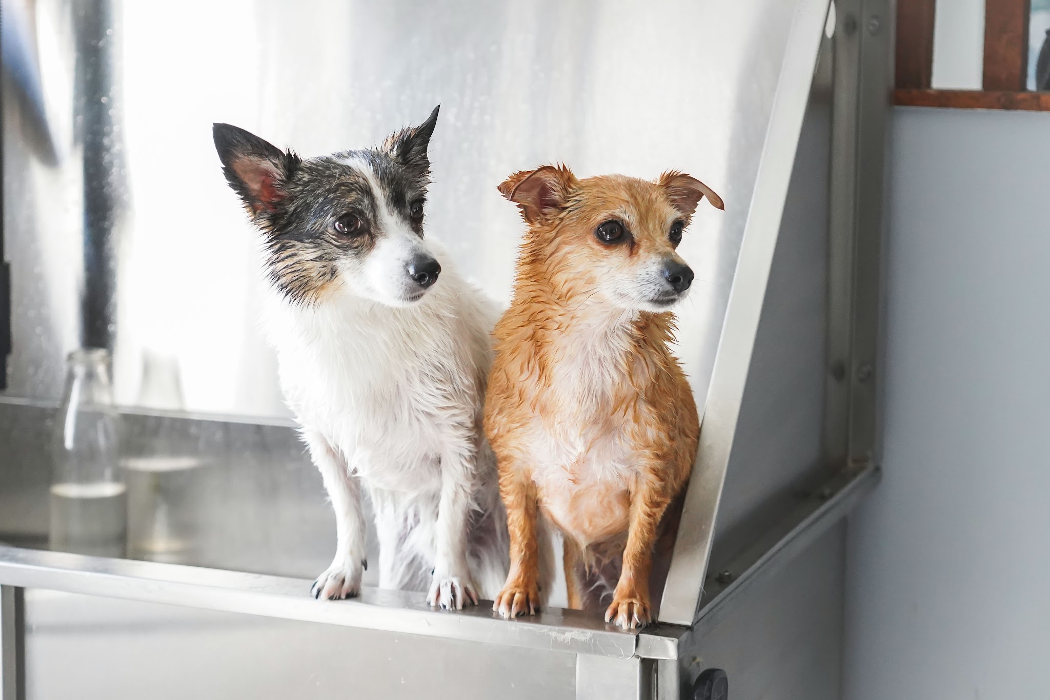 Domaine des 4 pattes - Chou, Chiens & Cie — photo