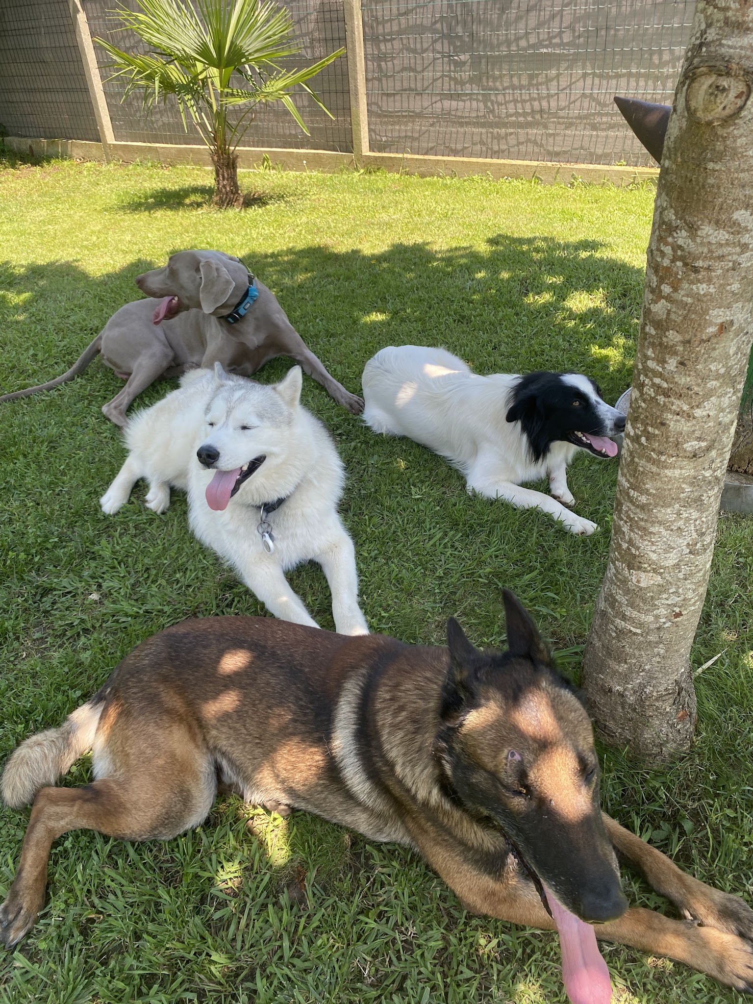 Woof Dog — photo