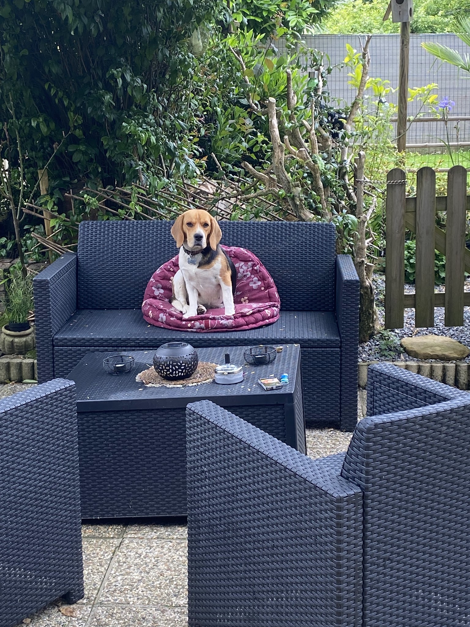 Woof Dog — photo