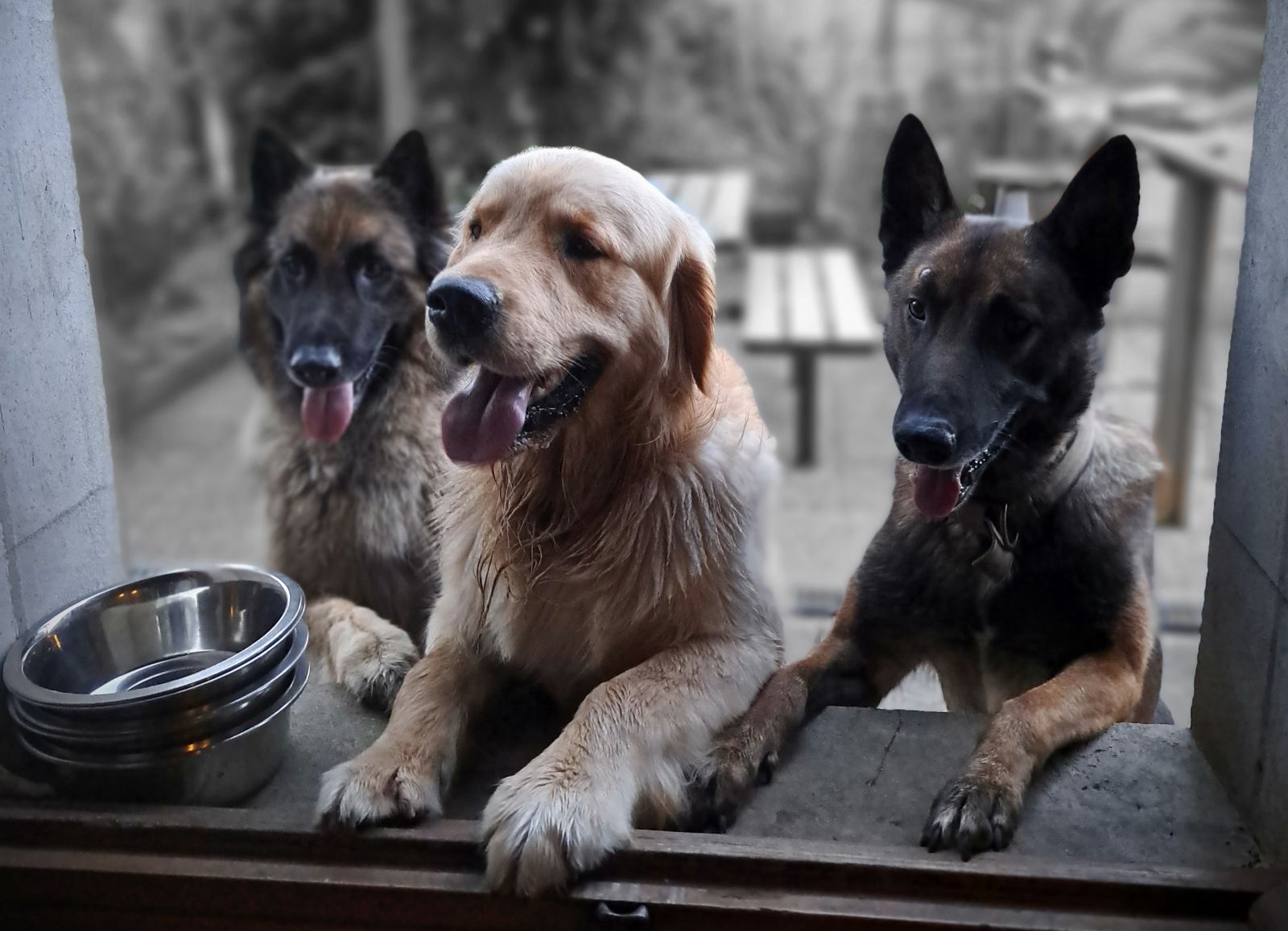 Woof Dog — photo