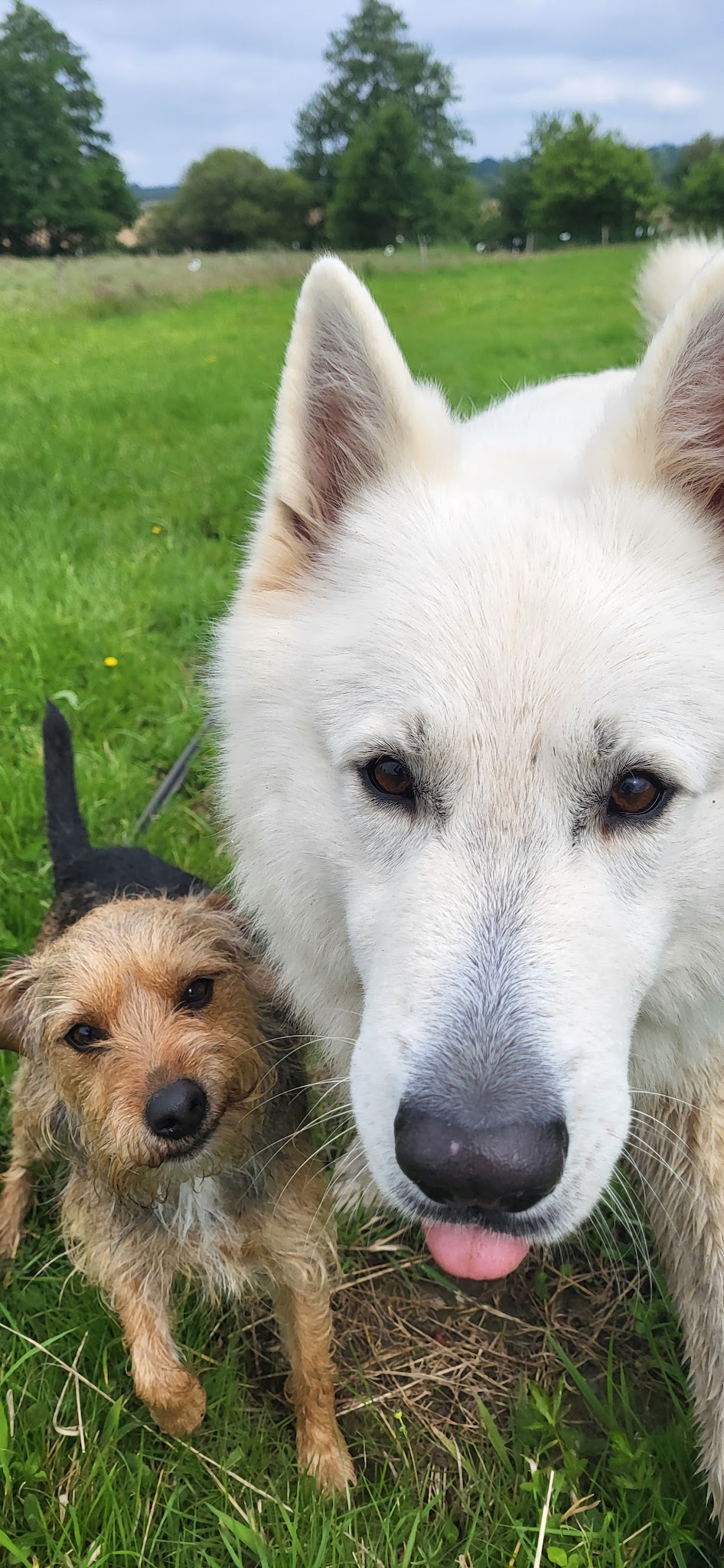 Chez lili pension pour chien comme à la maison — photo
