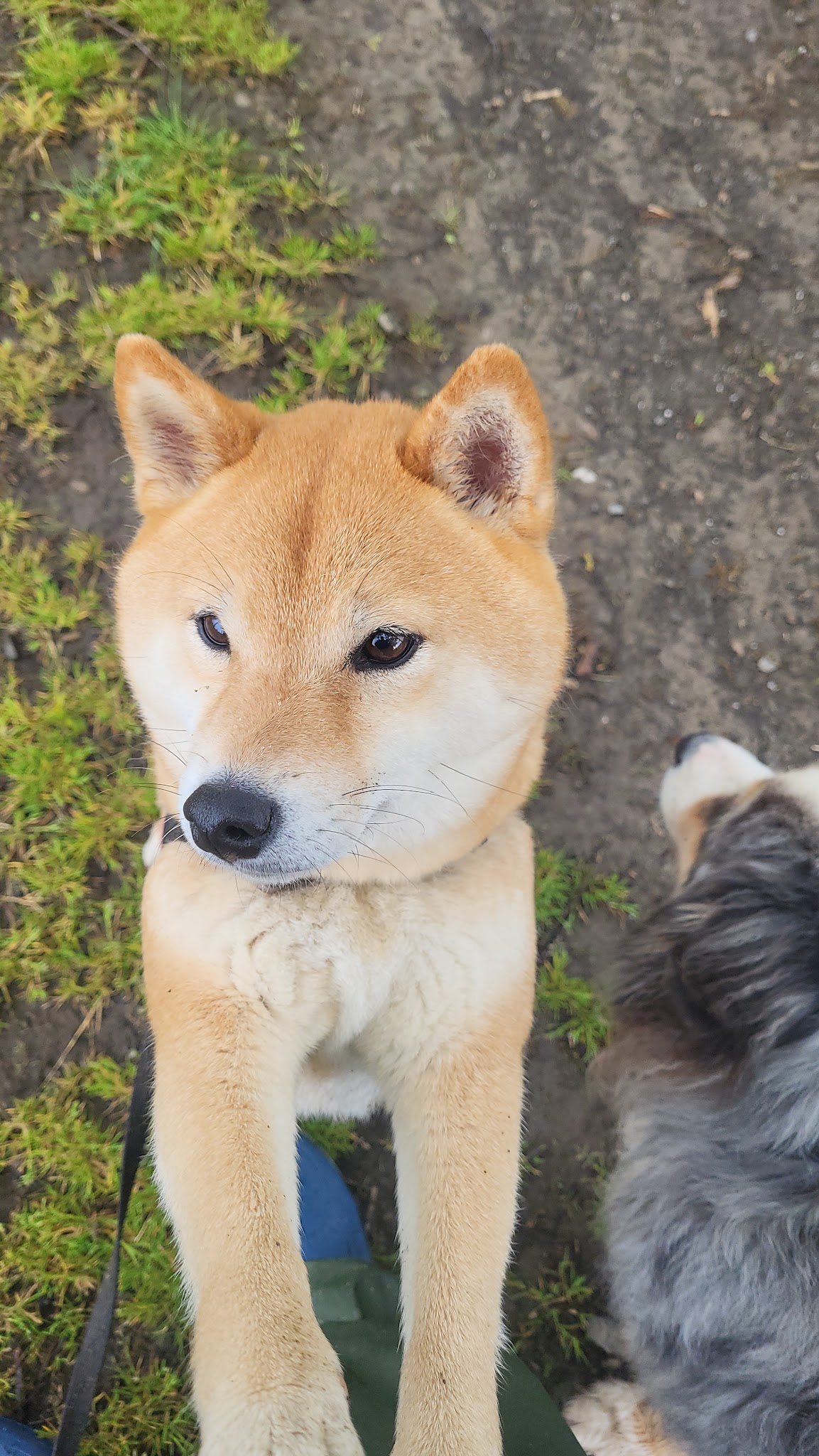 Chez lili pension pour chien comme à la maison — photo