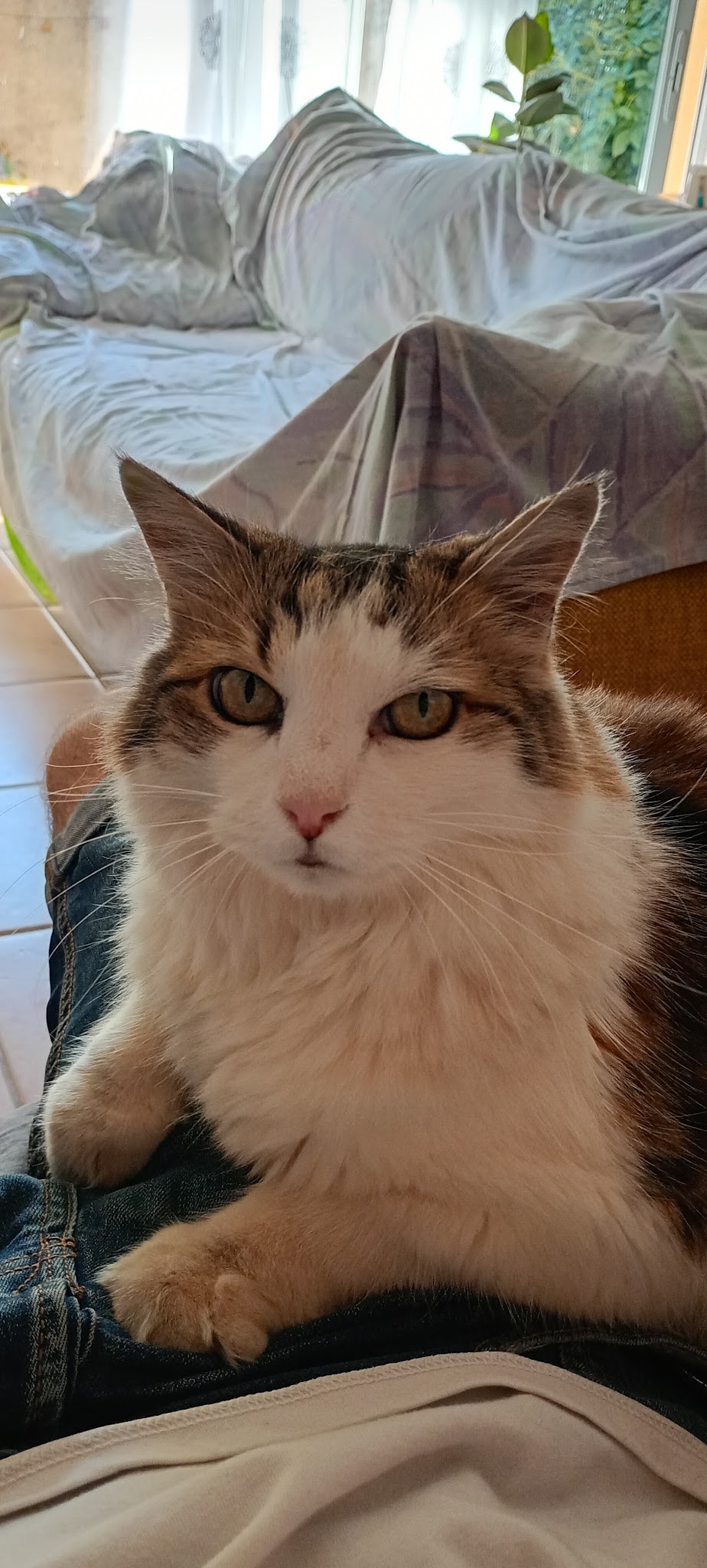 Garde La Truffe - Pet sitter Valence — photo
