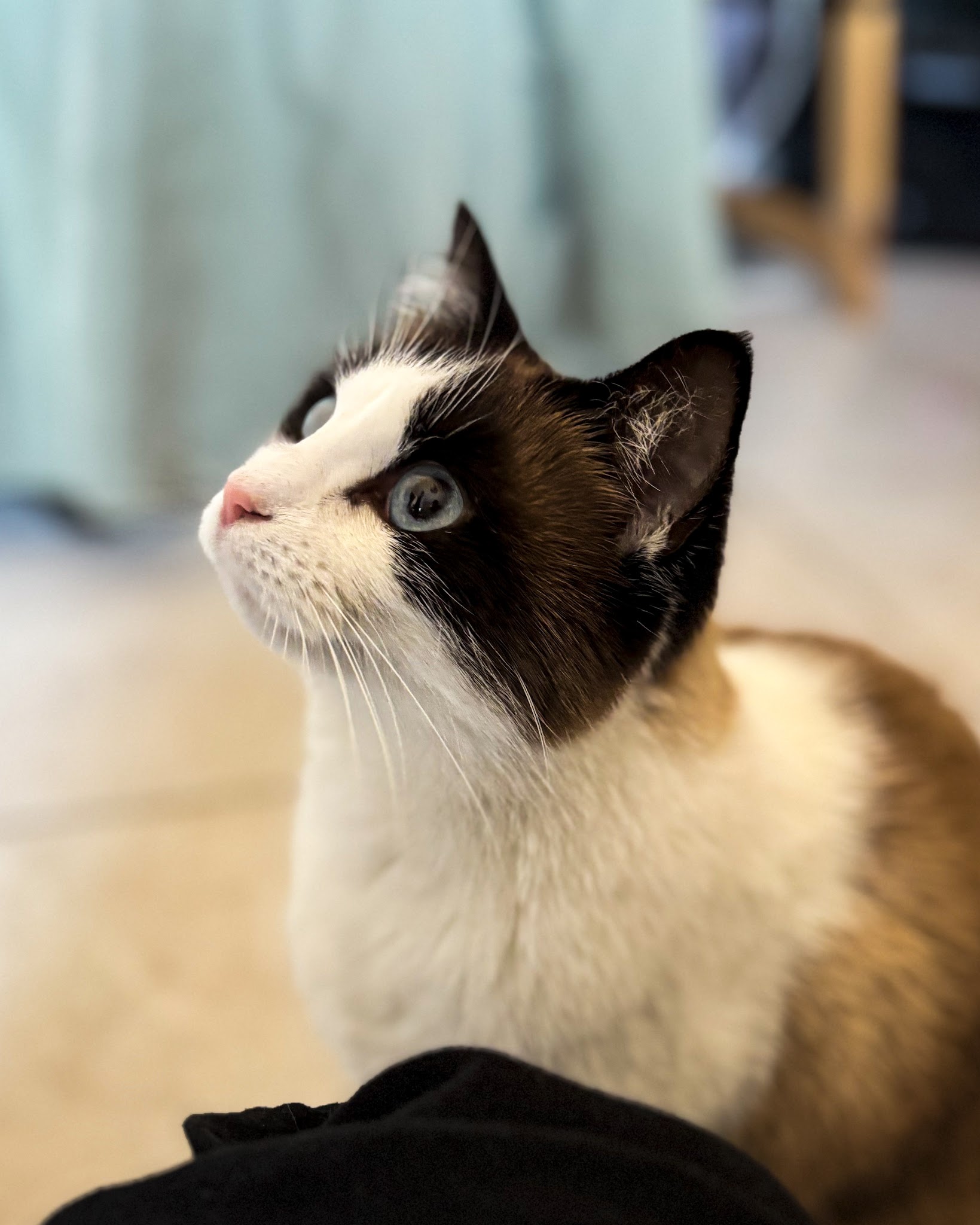 Garde La Truffe - Pet sitter Valence — photo
