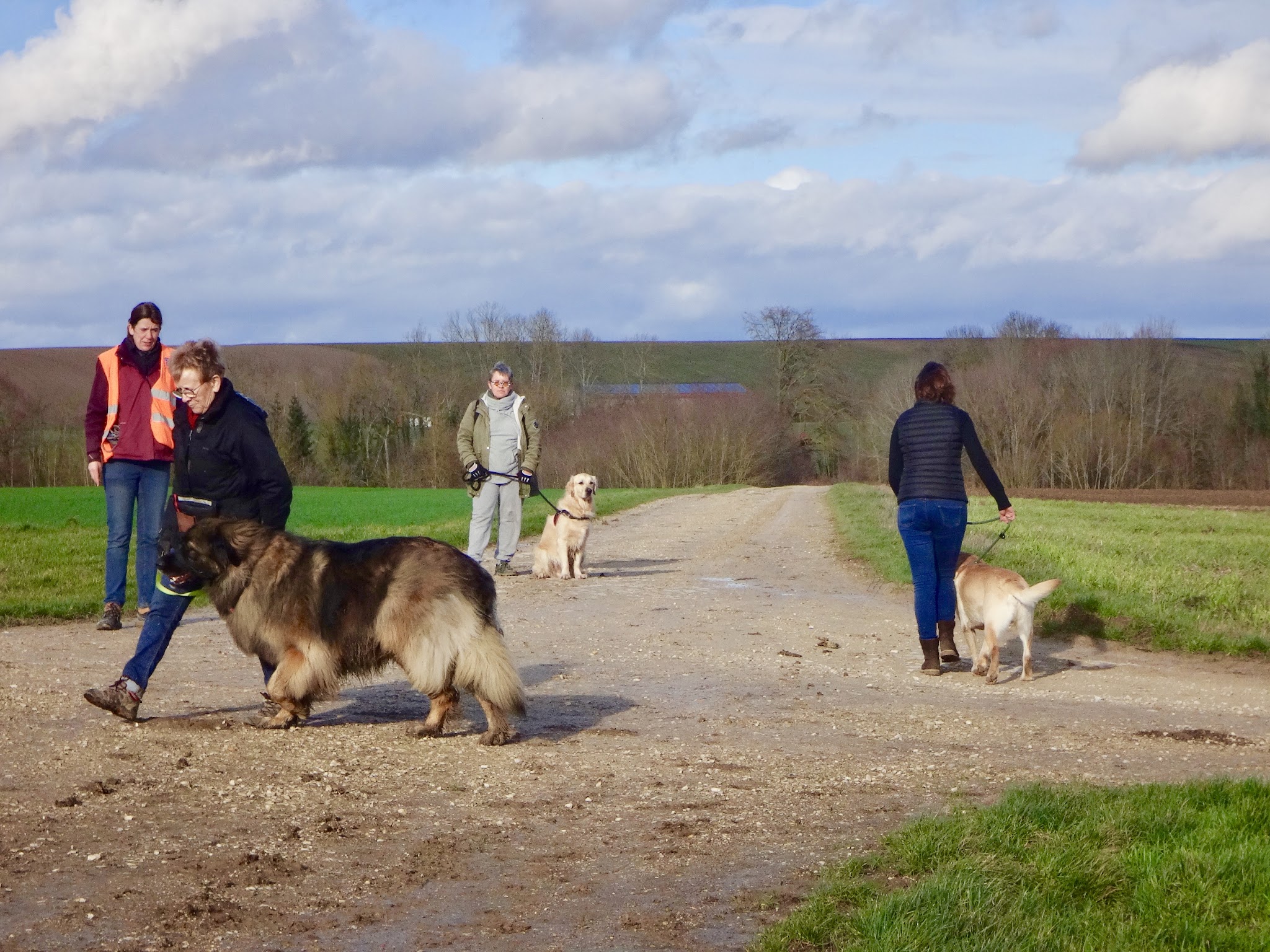 Coach and Dog