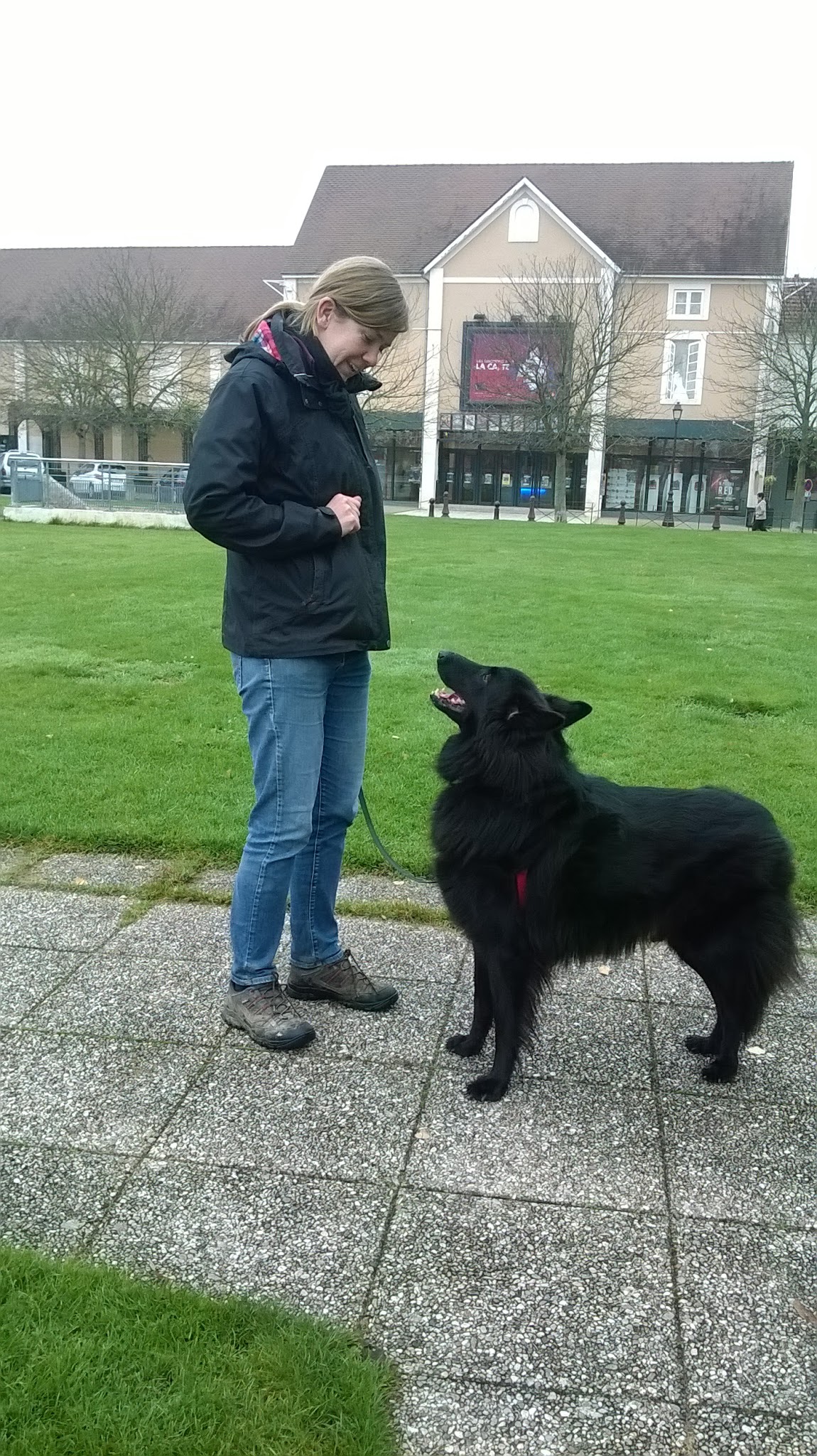 Coach and Dog — photo