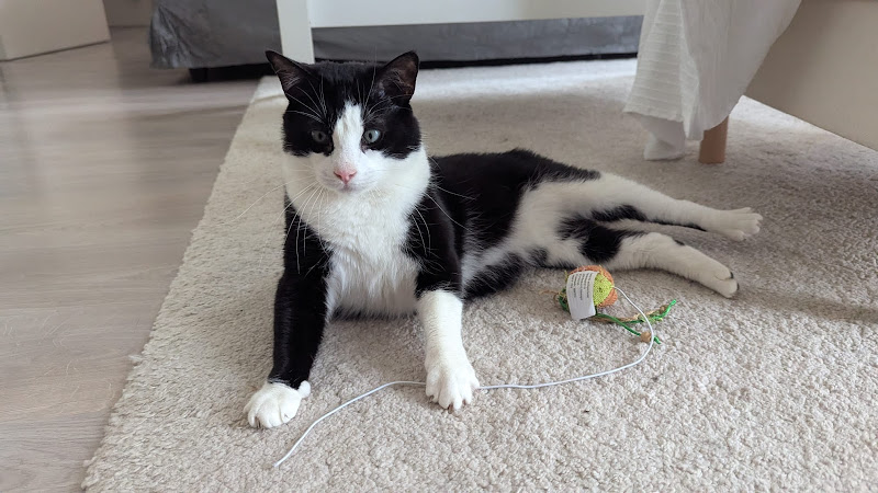 Jess Pet Sitter - Éducatrice et comportementaliste canin