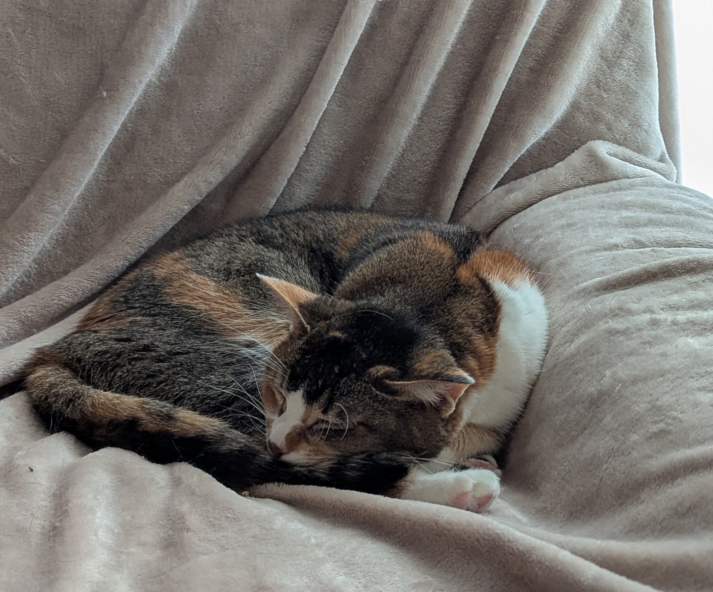 Jess Pet Sitter - Éducatrice et comportementaliste canin — photo