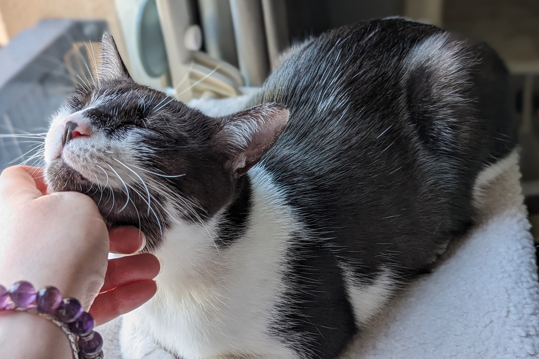 Jess Pet Sitter - Éducatrice et comportementaliste canin — photo