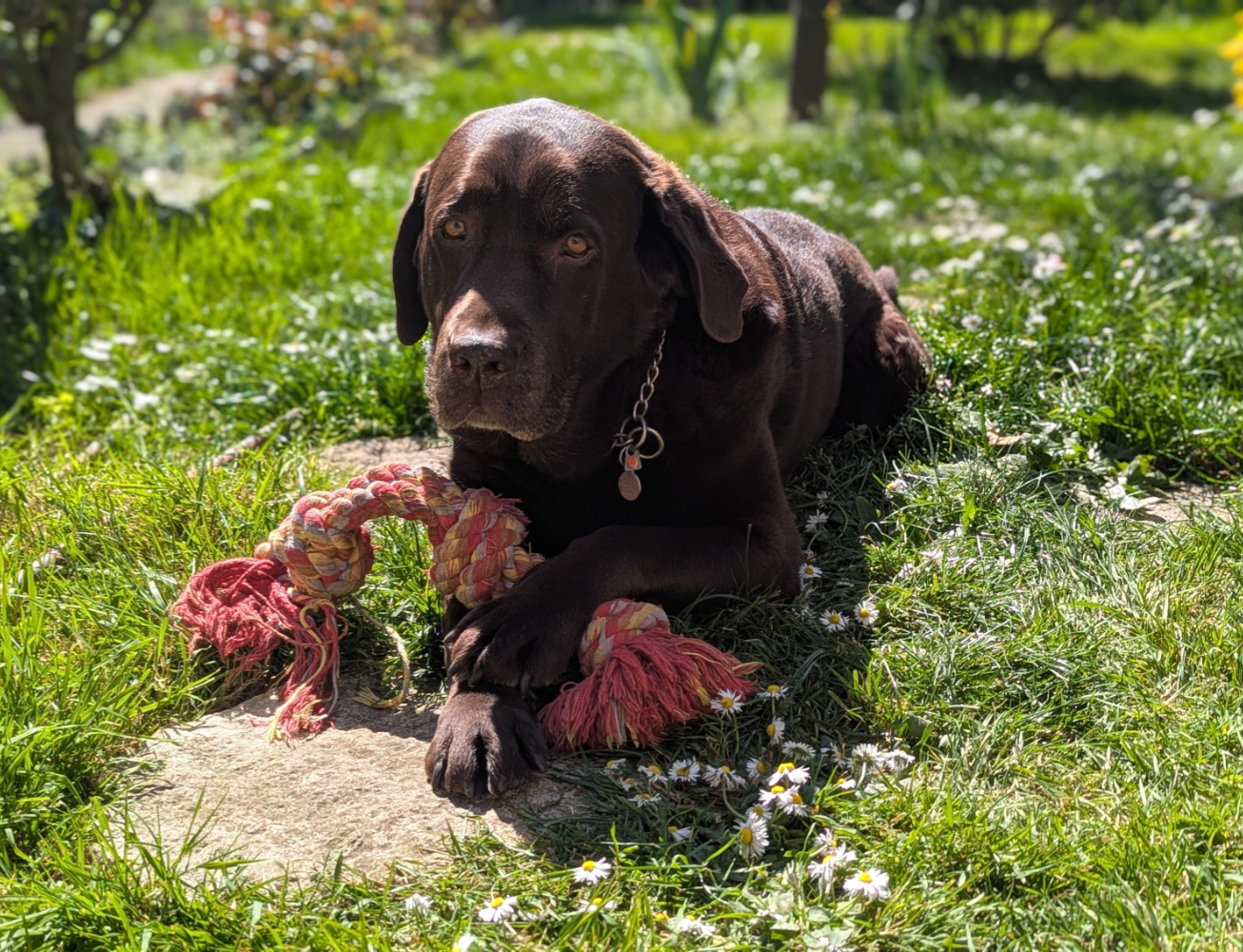 Jess Pet Sitter - Éducatrice et comportementaliste canin — photo