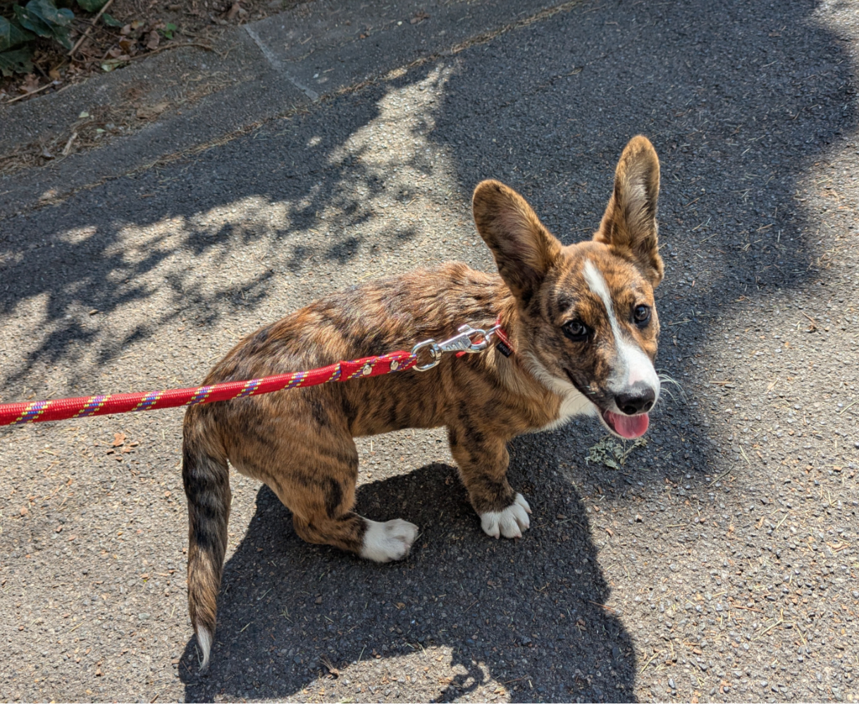 Jess Pet Sitter - Éducatrice et comportementaliste canin — photo
