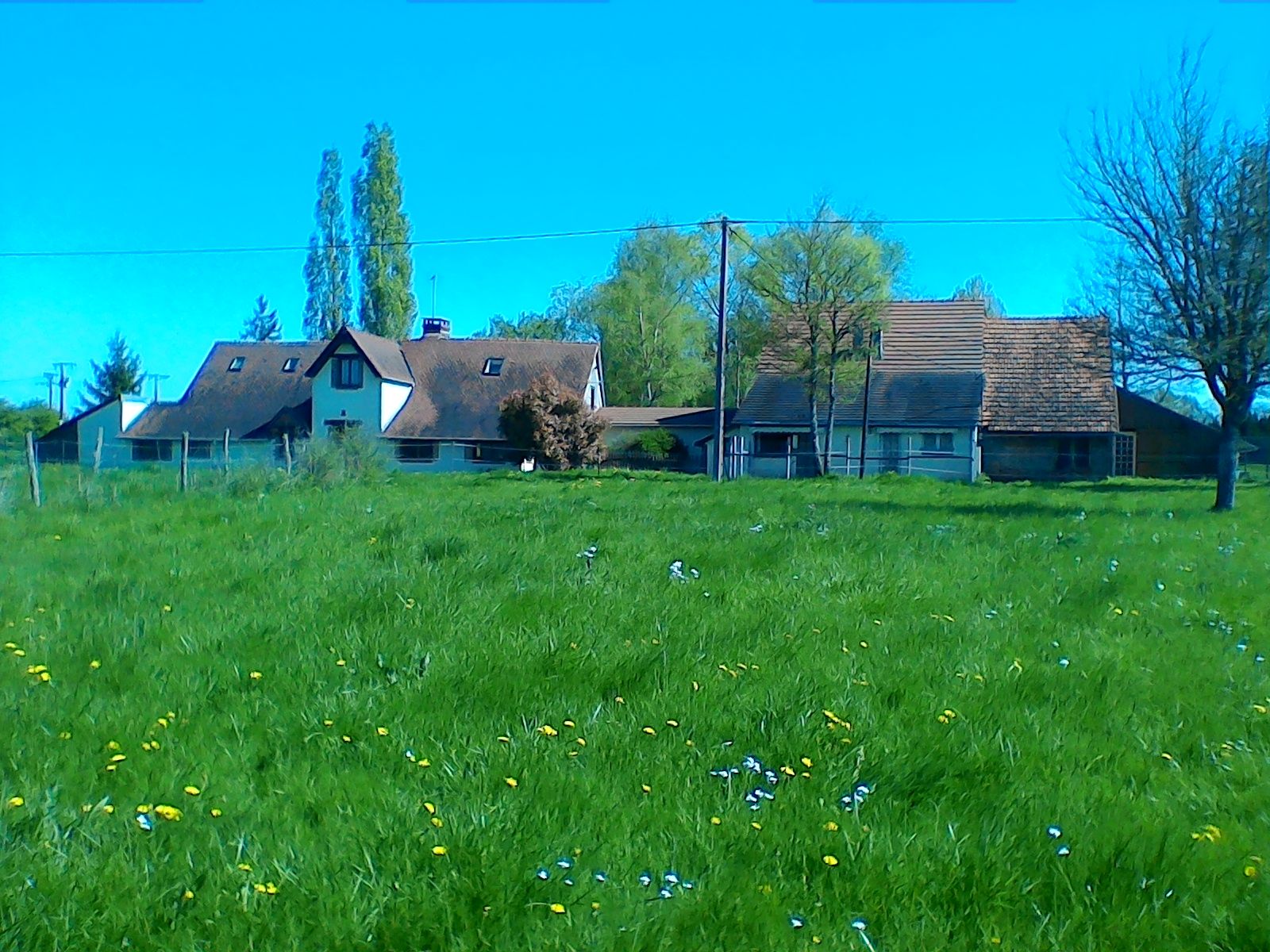 Pension canine et féline La forêt du lys — photo