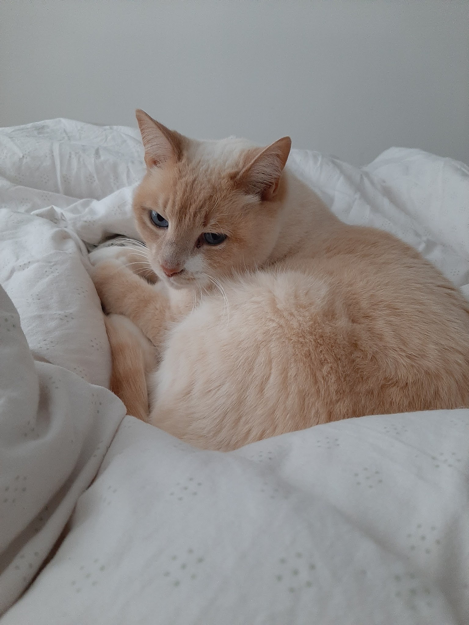 CatSweetHome — photo