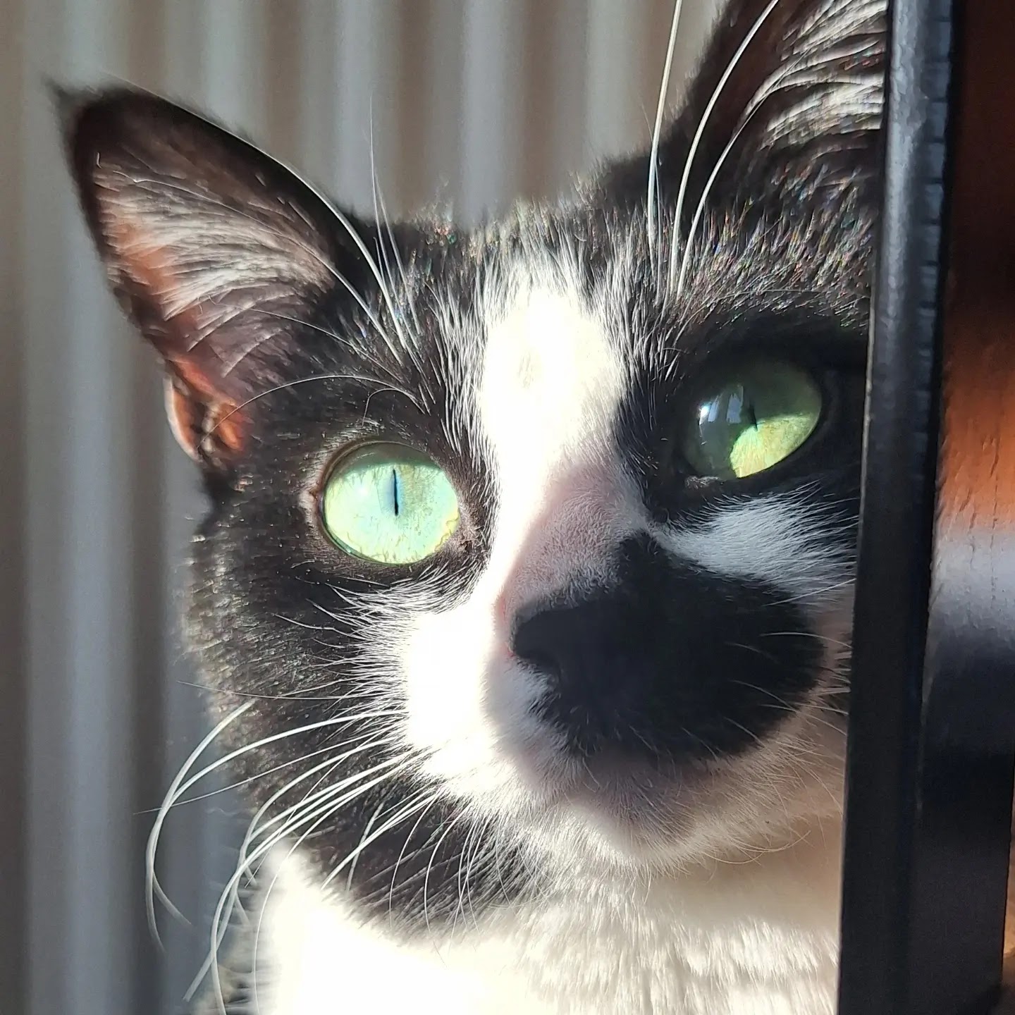 CatSweetHome — photo