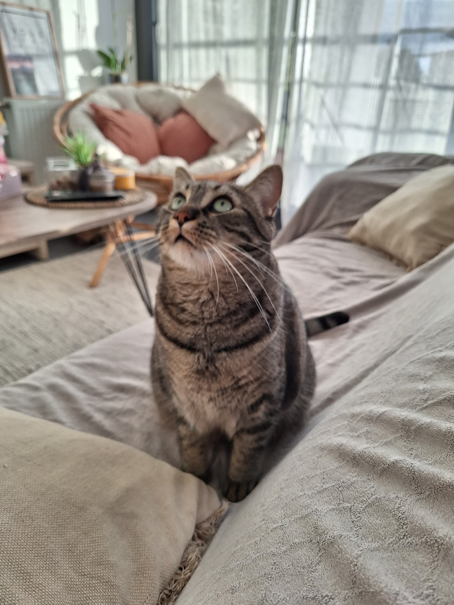 CatSweetHome