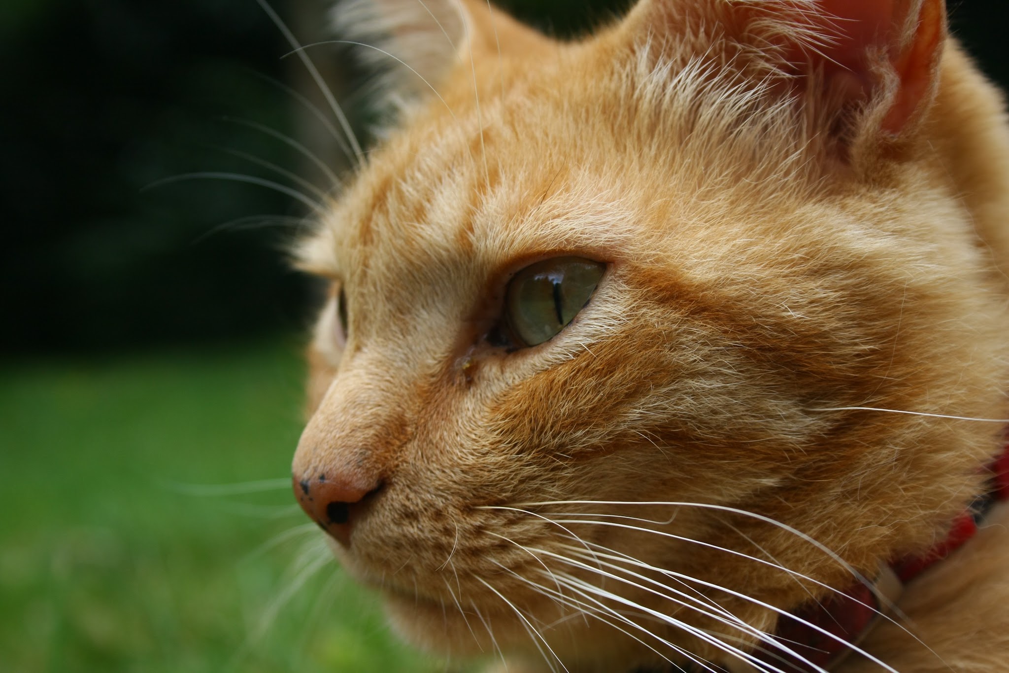 CatSweetHome — photo