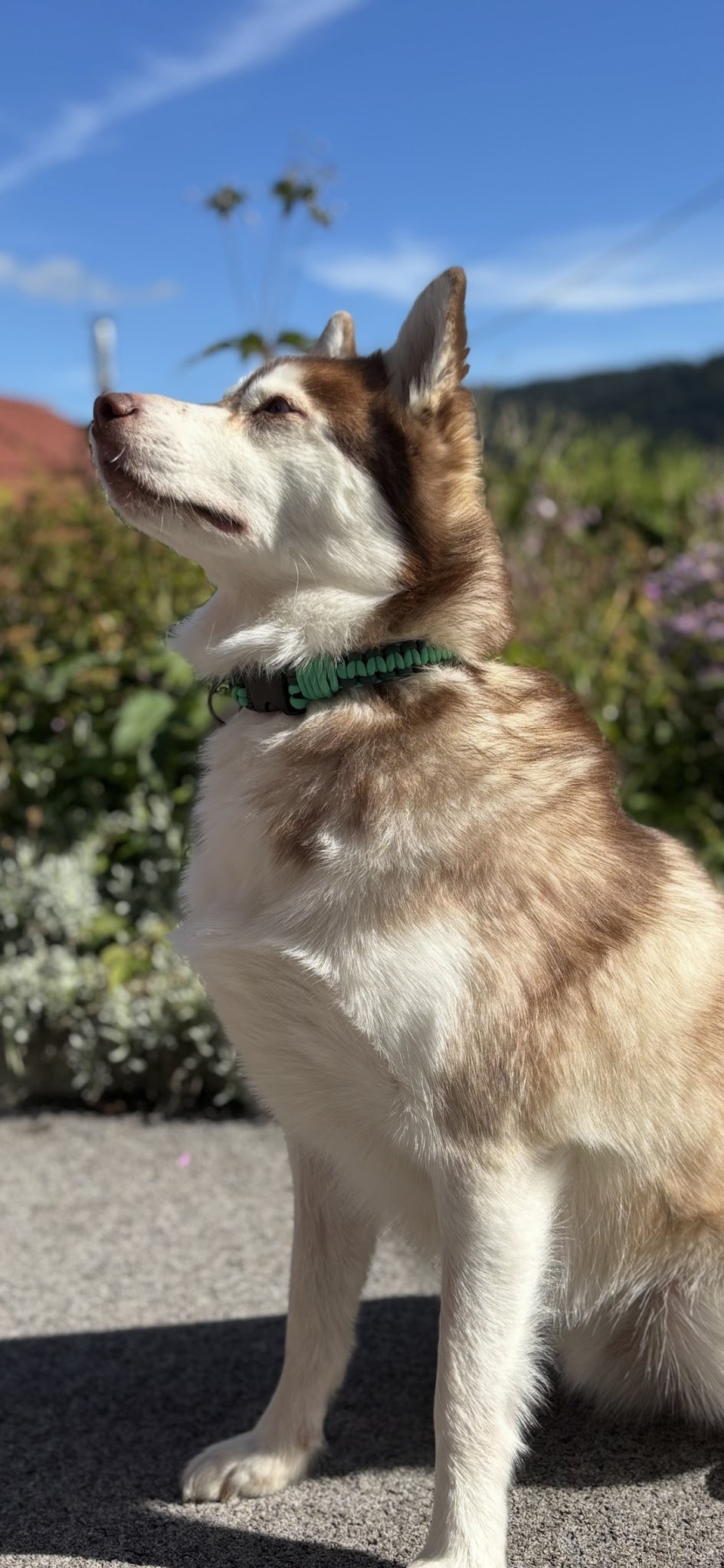 Déb'aux Animaux — photo
