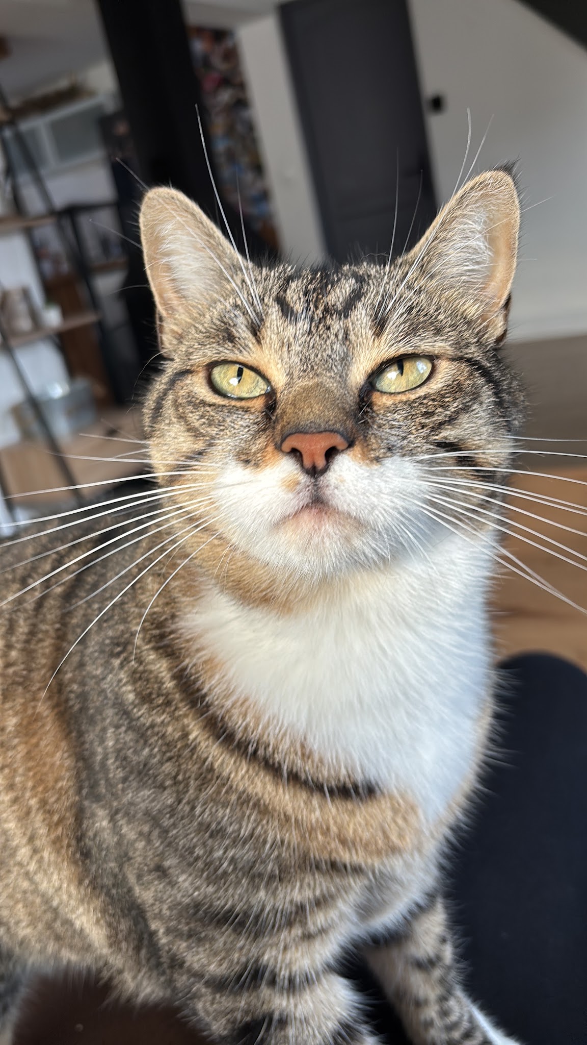 Déb'aux Animaux — photo