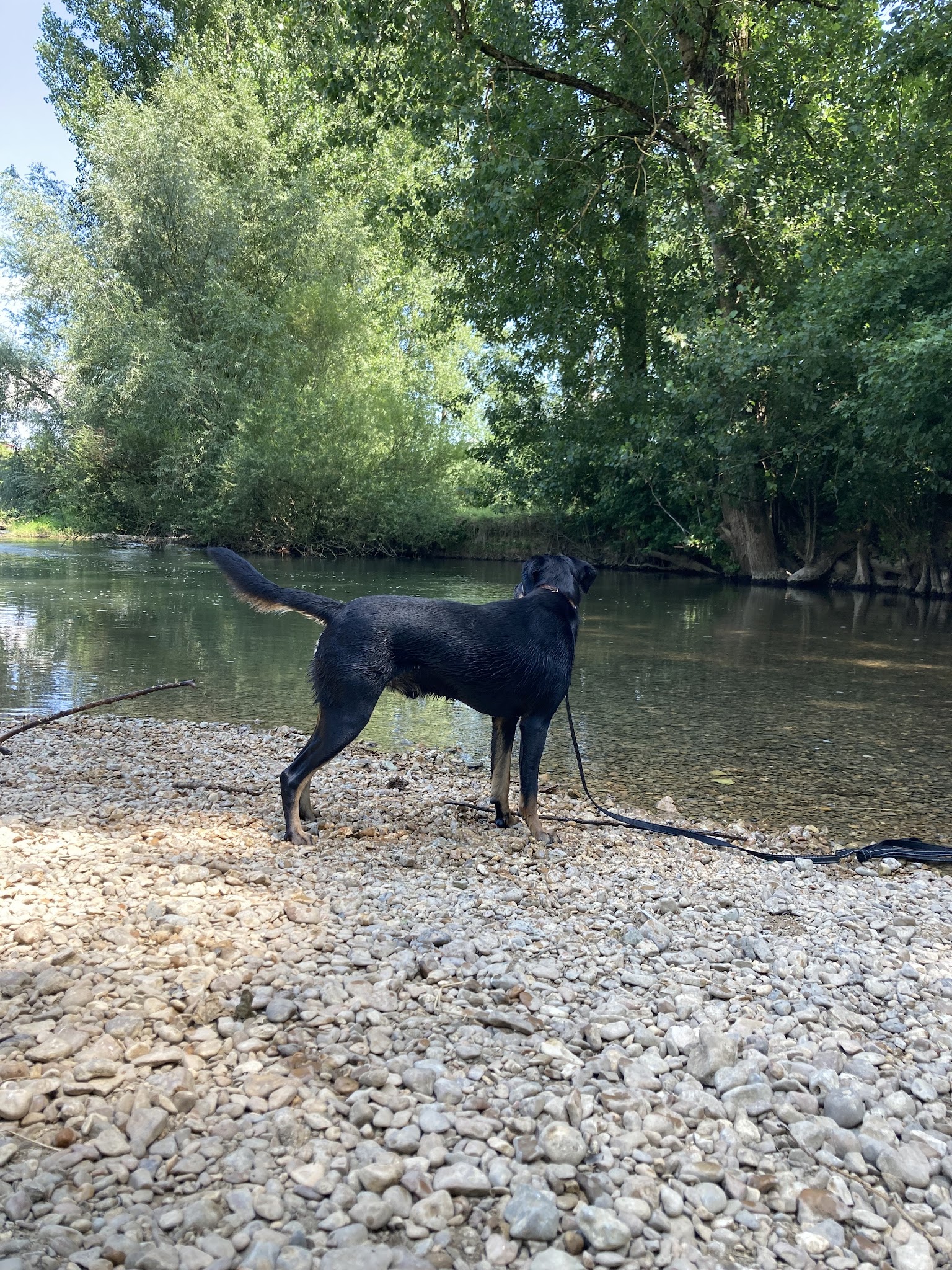 Déb'aux Animaux — photo