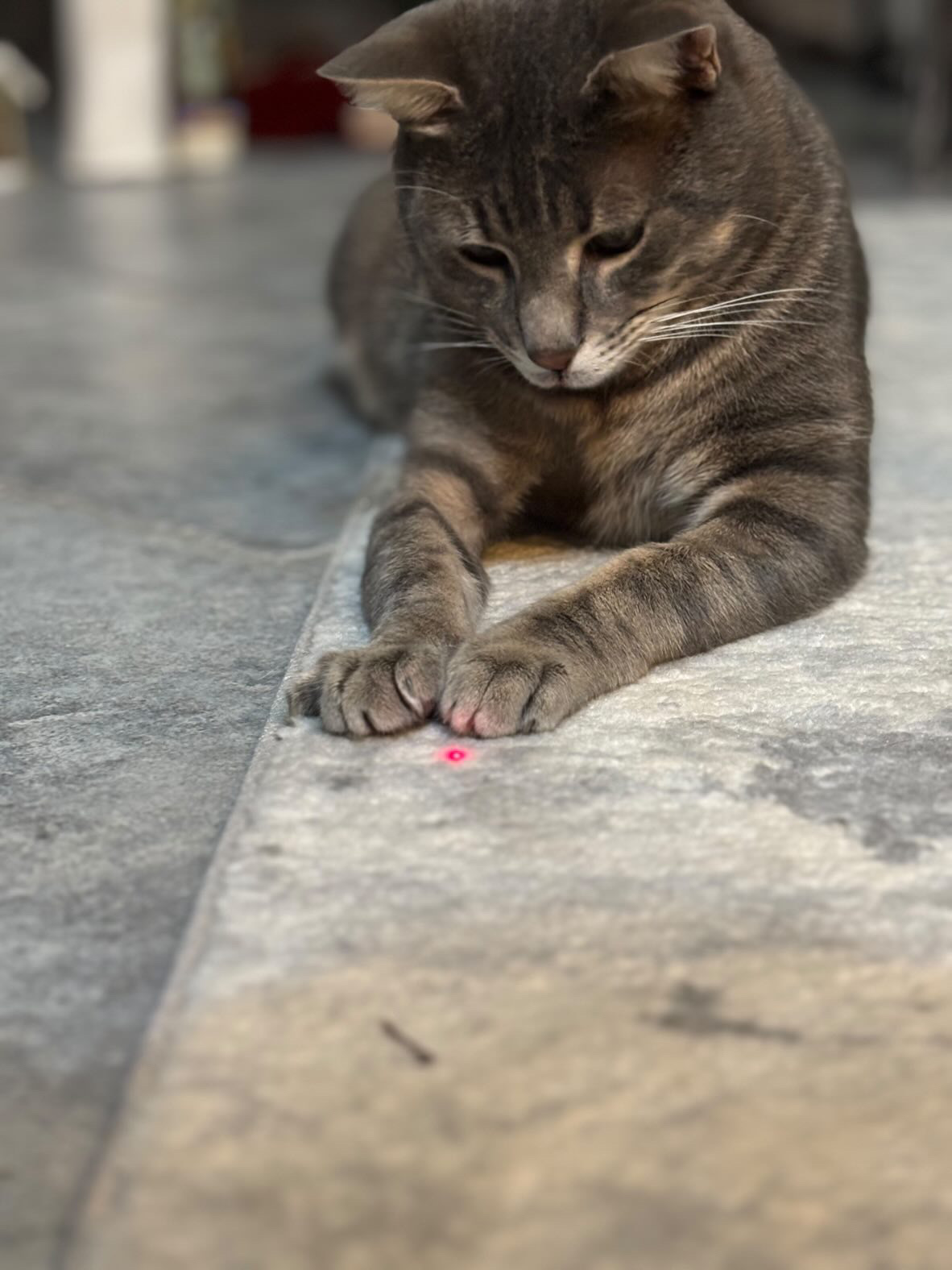 Déb'aux Animaux — photo
