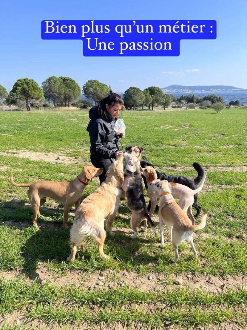 HAPPY DOGS Pension Canine Familiale sans Box