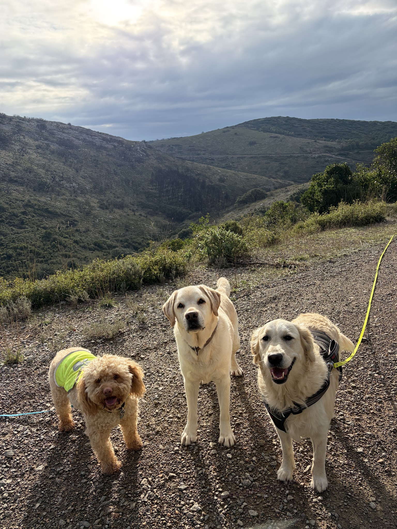 HAPPY DOGS Pension Canine Familiale sans Box — photo